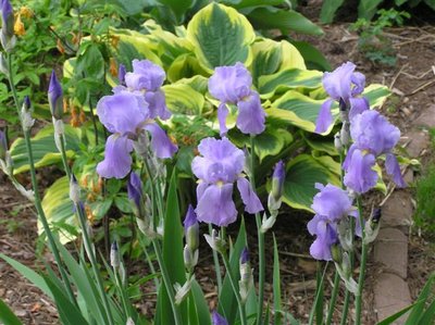 Iris (2) (Small).JPG