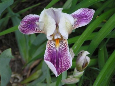 Iris (Small).JPG