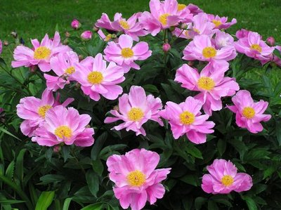 Peony Dancing Butterfly (3) (Small).JPG