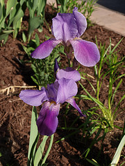My Dark Purple Iris
