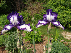 My Purple-ey Fringed Iris