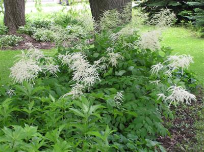 Aruncus Goatsbeard (3) (Custom).JPG