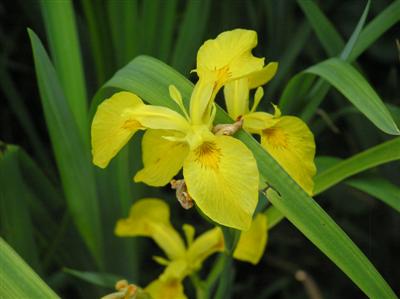 Iris Yellow Flag (Custom).JPG