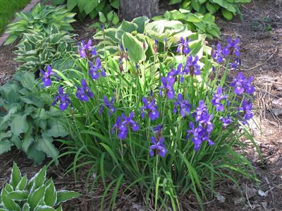 Siberian Iris (5) (Custom).JPG