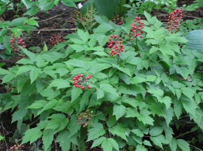 Baneberry (Custom).JPG