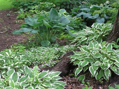 Hosta bed (10) (Custom).JPG