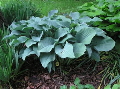 Hosta Krossa Regal (4) (Custom).JPG