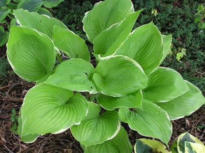 Hosta Parhelion (3) (Custom).JPG