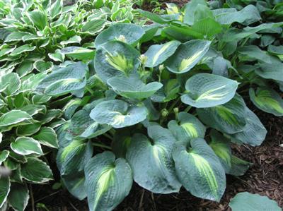 Hosta Thunderbolt (21) (Custom).JPG