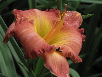 S-4-F {S-135 (Ruffled Dude x Country Melody) X Spacecoast Starburst} (3) (Small).JPG