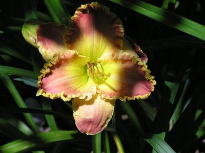 S-31-J (Spacecoast Starburst x Garden Symphony) (3) (Small).JPG