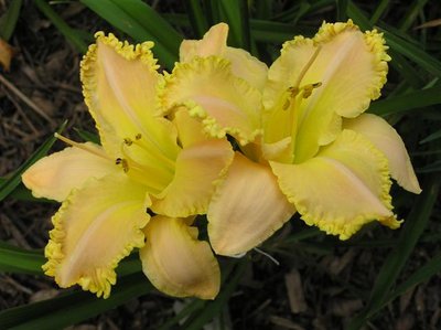 S-17-A {S-214 (Techny Peace x Caledonia) X S-363 (lost tag seedling)} (Small).JPG