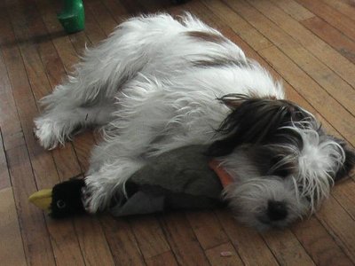 He loves his toys especially his duck. Almost everytime I go shopping and have to leave him home for awhile I get him something.I guess he is spoiled.