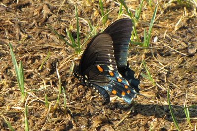PIPEVINE SWALLOWTAIL (Small).JPG