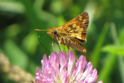 'S SKIPPER (Small).JPG