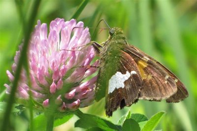 Silver Spotted Skipper (Small).JPG