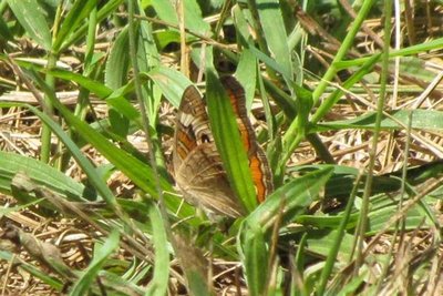 BUCKEYE (Small).JPG