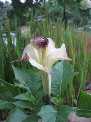 Datura16970D1.JPG