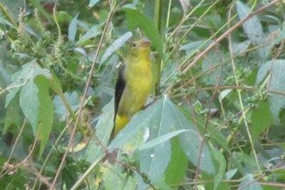 Female - SCARLET TANAGER (Small).JPG
