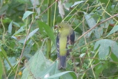 SCARLET TANAGER - FEMALE (Small).JPG