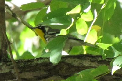 YELLOW-THROATED WARBLER (Small).JPG