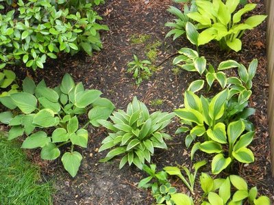 right edge going into the rectifolia