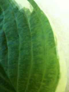 front of leaf