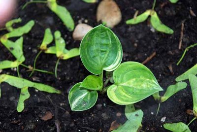 seeds from a Stuart Asch Seedling