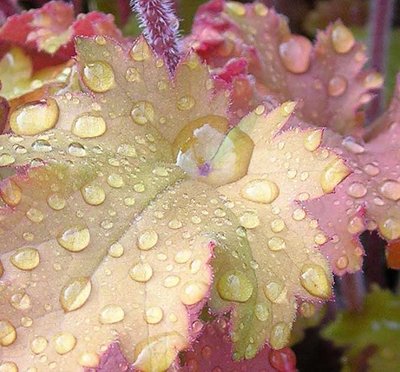 heuchera-marmalade4.jpg