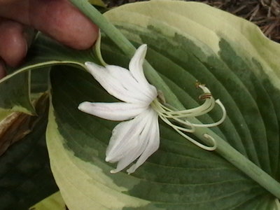 Mount Tom  odd flower  - June 16, 2011