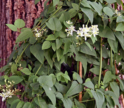 It climbs up the side of the tree on stakes -- only gets to 5 or 6 feet.