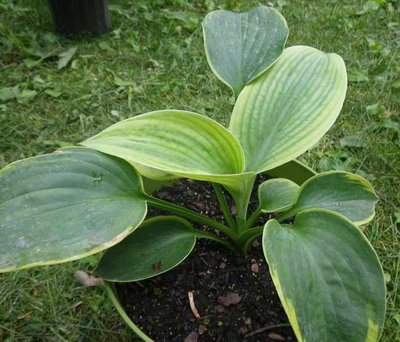 Frances Williams: 2 very unusual leaves, I'm hoping its nothing, but as you'll see from the image looks suspicious.