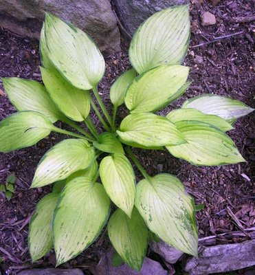 Paul's Glory: Another Wal-Mart plant, showing strong signs (one of 6 plants all showing the same splotchy pattern).