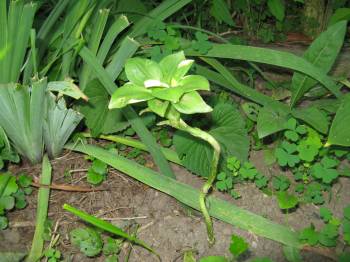 determined hosta.jpg