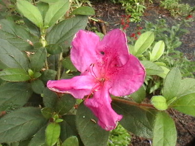 Encore Azalea Royalty - first summer flower