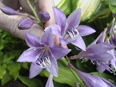 clausa normalis flowers