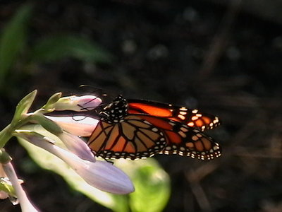 Patriot buds and Monarch butterfly