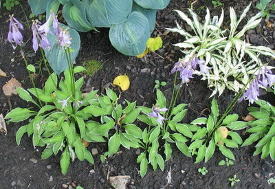 'Lemon Frost' - the plants at either end were divided at the end of the 2009 season. The ones in the middle, just last spring.