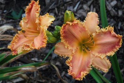 Something in My Teeth,  Bremmer seedling (4) (Small).JPG