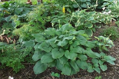 Hosta beds (Custom).JPG