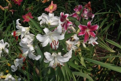 Oriental Lilies (3) (Custom).JPG