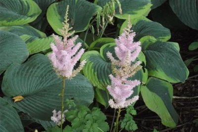 Chinese Astilbe (Custom).JPG