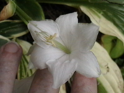 rectifolia white flower