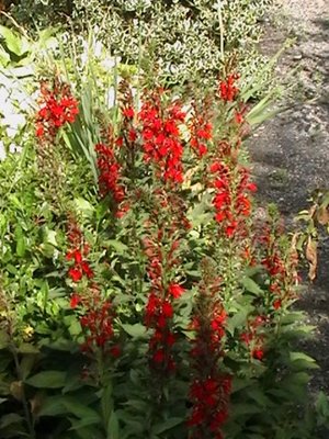 red cardinal flowers