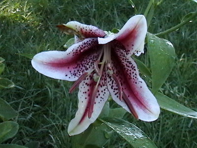 Lily - this is what you get when you order late - Lily flowers in August
