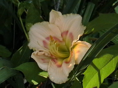 Daylily - a surprise, these were done a month and a half ago - probably heat related