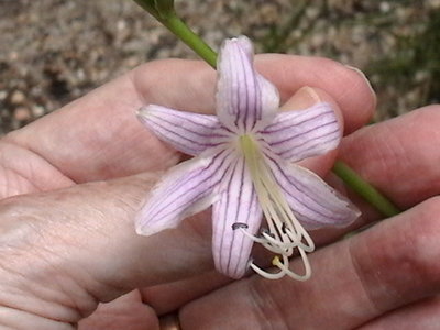 rectifolia 'Chinea'