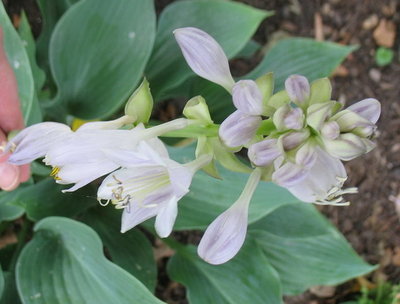 'Salute' in bloom, August 9