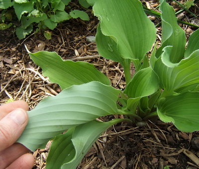 One more taken a couple of years ago in May showing the edges of the leaves.