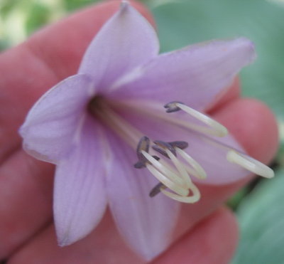 'Regal Splendor' flower July 29